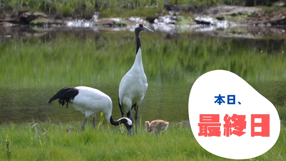 【本日最終日】ぞくぞくと届く応援に励まされています！最後まで応援をよろしくお願いします！
