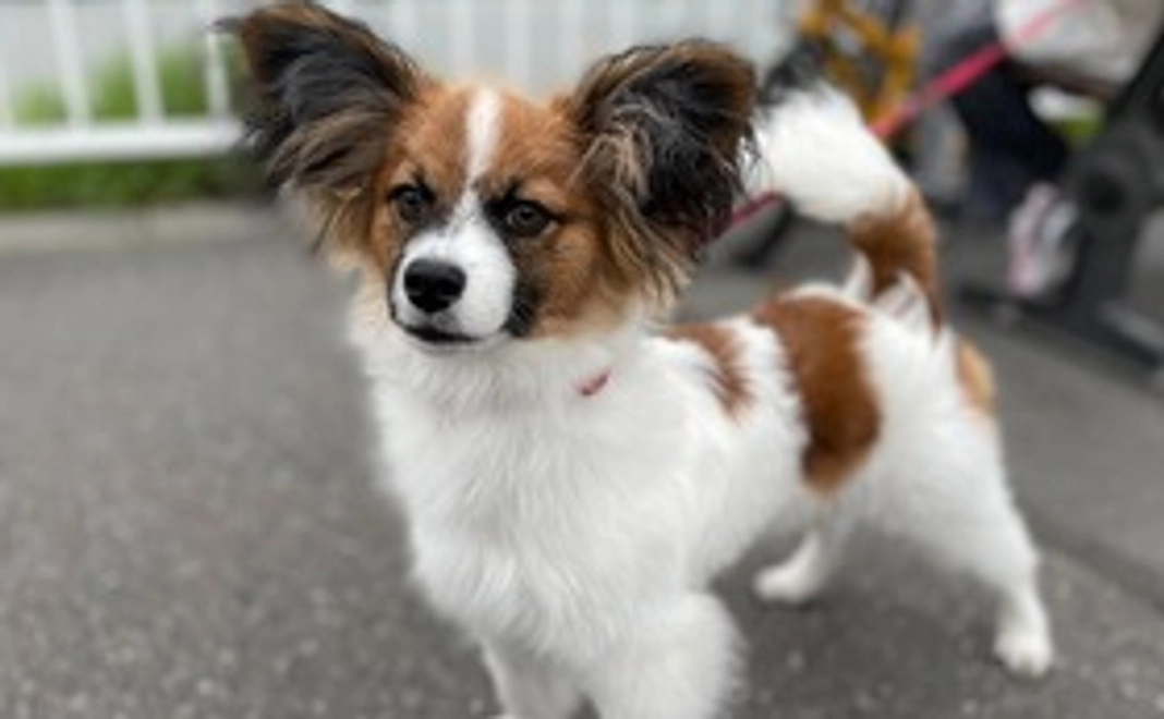 チャッピーがんばれ！_A