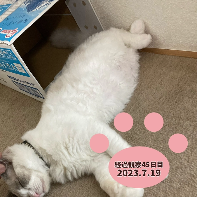 経過観察45日目(2023.7.19)