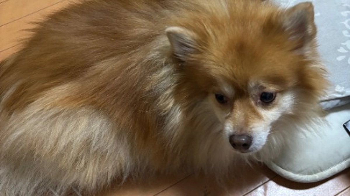 今朝また調子が悪くなりました。