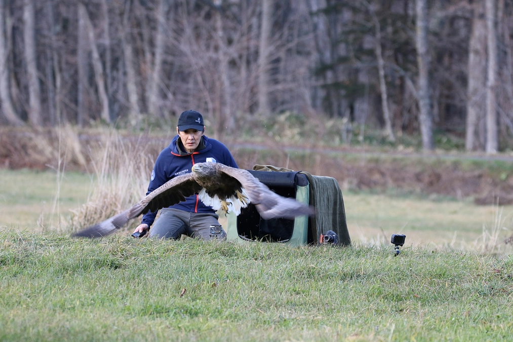 NHK番組FRONTRUNNERS「野生動物の命を守る 獣医師 齊藤慶輔」がBSで放送されます