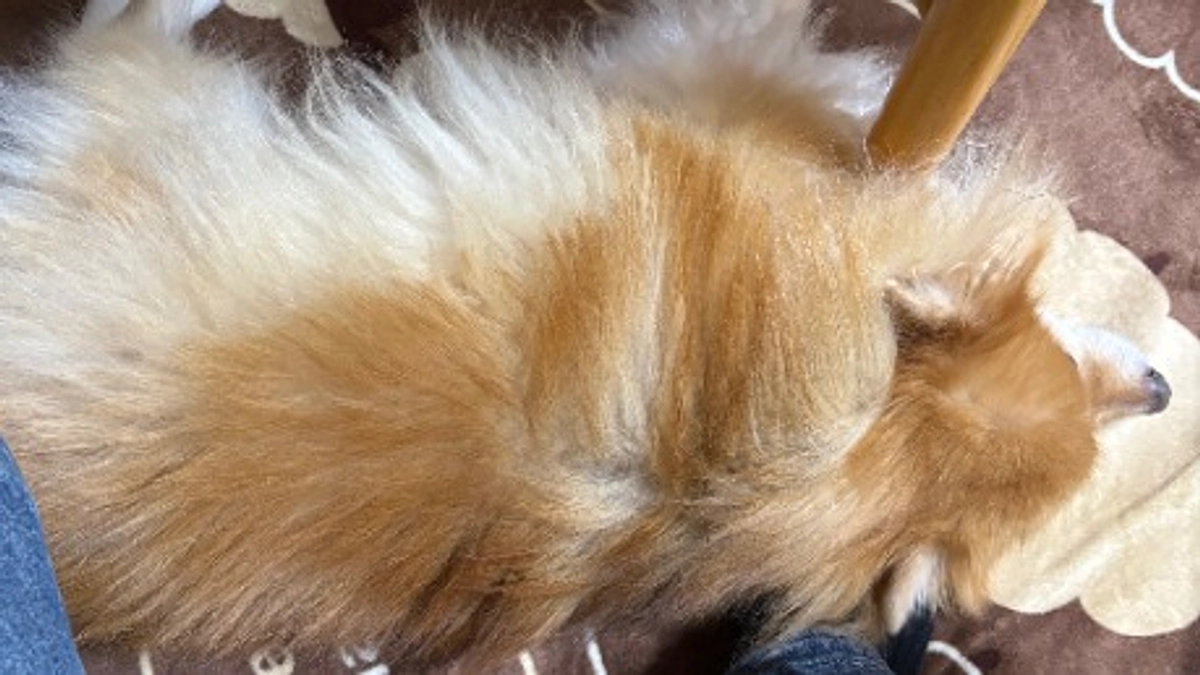 本日残り７時間になりました！