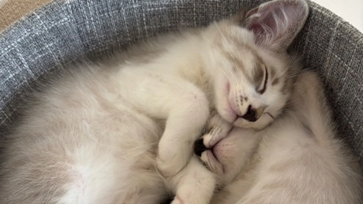 いながき動物病院東金分院とその他もろもろ