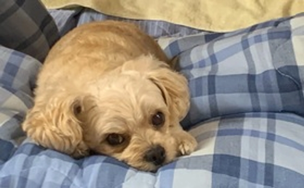 ありがとうございます。