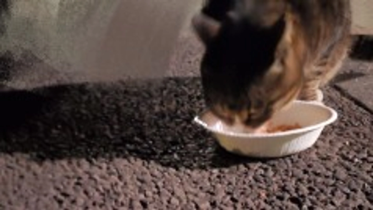 2/20 やっぱり心配していた子に会えずでした。