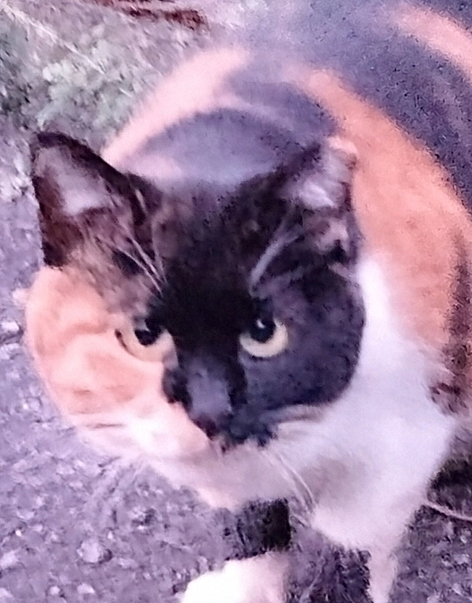 「飼い主のいない猫」の助成金制度への地域の理解