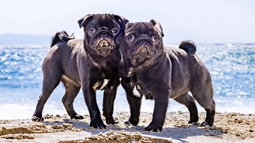 "だいず"の【門脈体循環シャント】治療費のご支援をお願いします のトップ画像