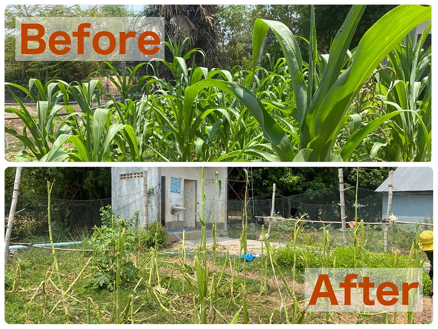 コムルー村最新情報！〜保育園の畑が大変なことに！？〜