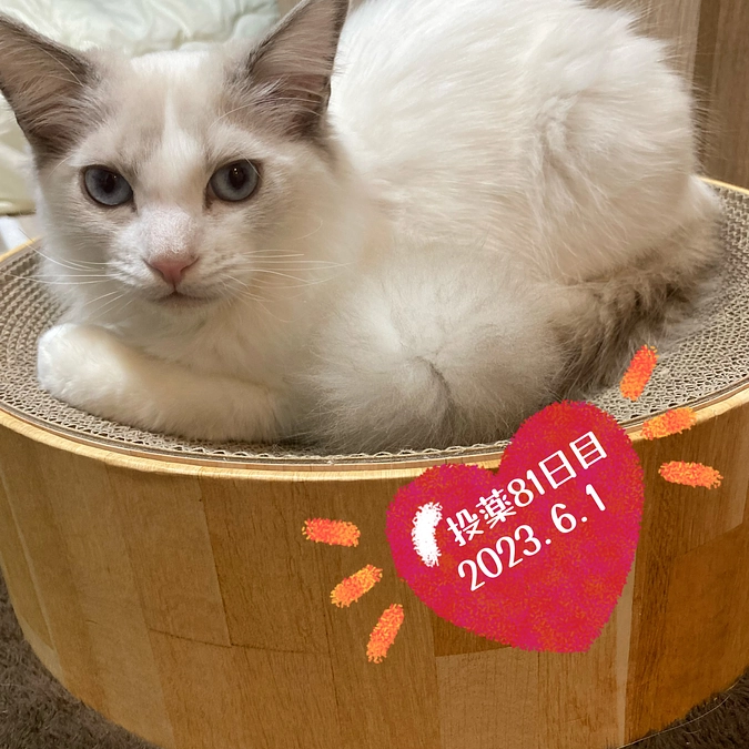 投薬８１日目(2023.6.1)