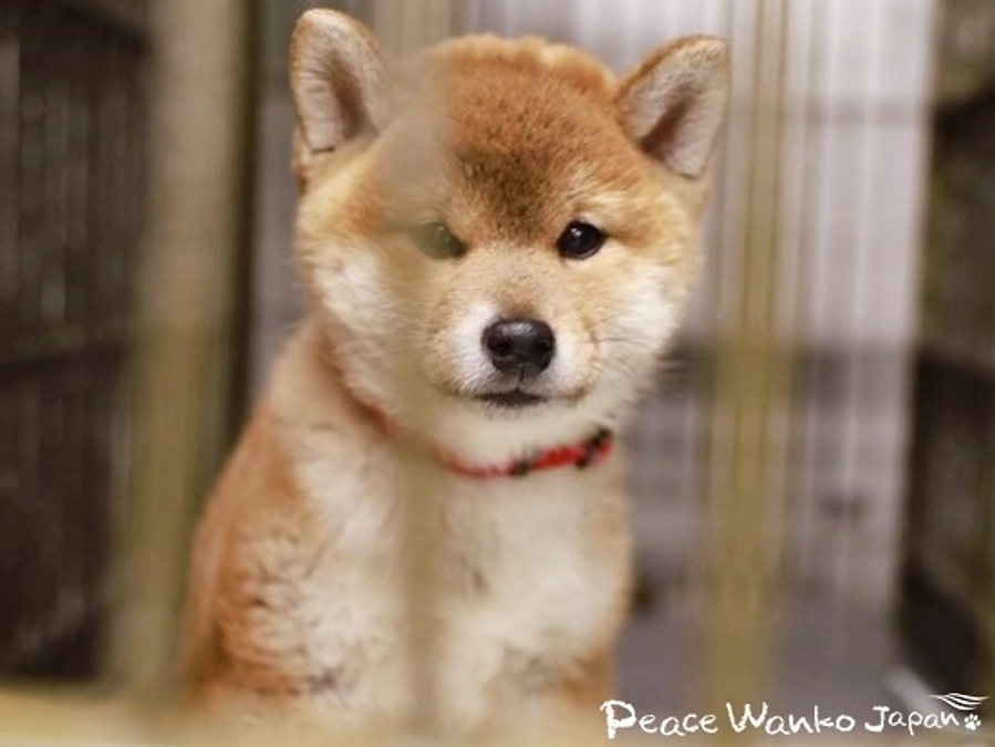 凍死していたかもしれない子犬が……