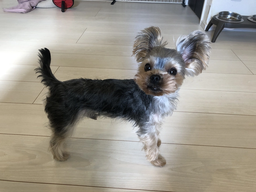 今日の豆太郎とお薬