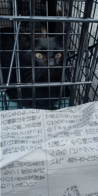 昨年、捕獲出来なかった猫ちゃん無事にＴＮＲ出来ました!