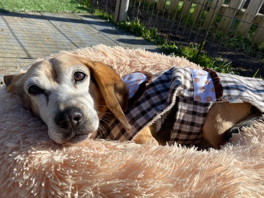 【シェルターNEWS】最近のSORAの様子