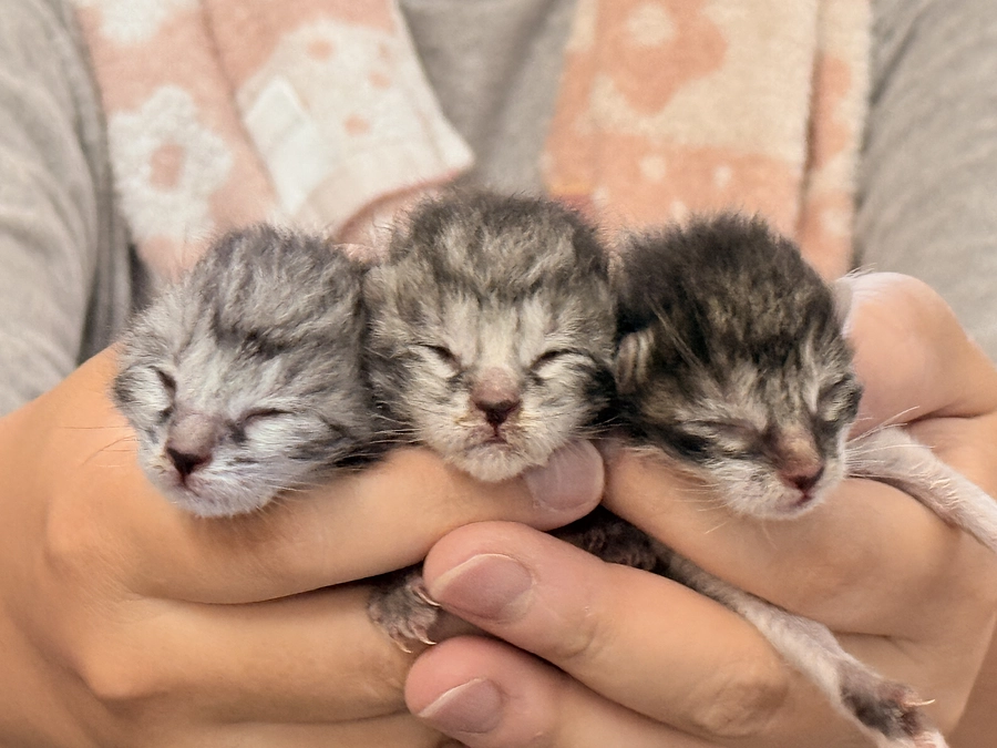 臍の緒がついた生後間もない子猫