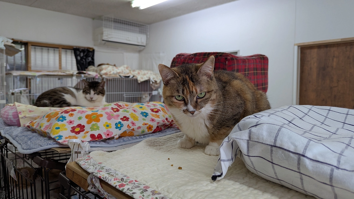 シェルターの状況