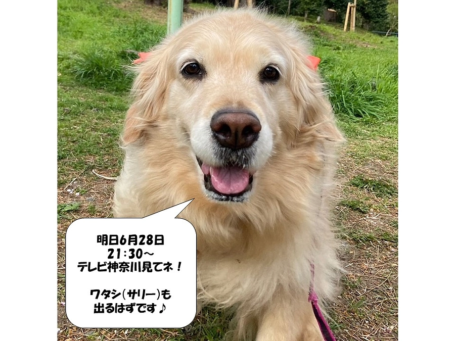 明日（6月28日）テレビ神奈川のニュースで紹介されます！！