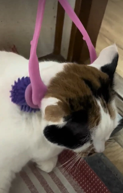 【活動報告】猫ちゃんへのプレゼント