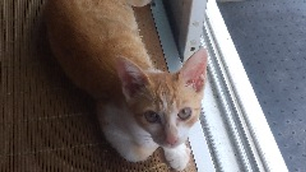 今日も平和な一日