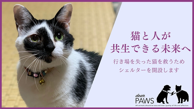 行き場を失った猫を救うため。安心して過ごせる施設を佐渡島に作りたい