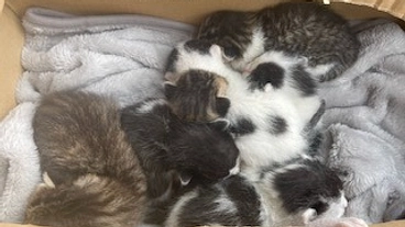 地域の野良猫達に手術を！これ以上増えさせない活動にご支援を～ のトップ画像