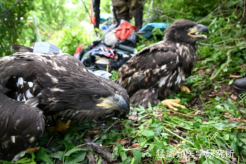 釧路市内オジロワシの巣の直近で大規模な太陽光発電施設の建設が予定されています