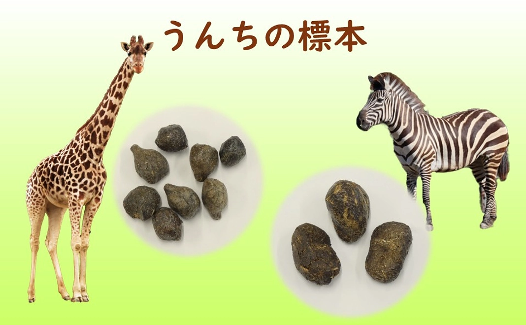 うんちの標本(獣医師さん発案!)