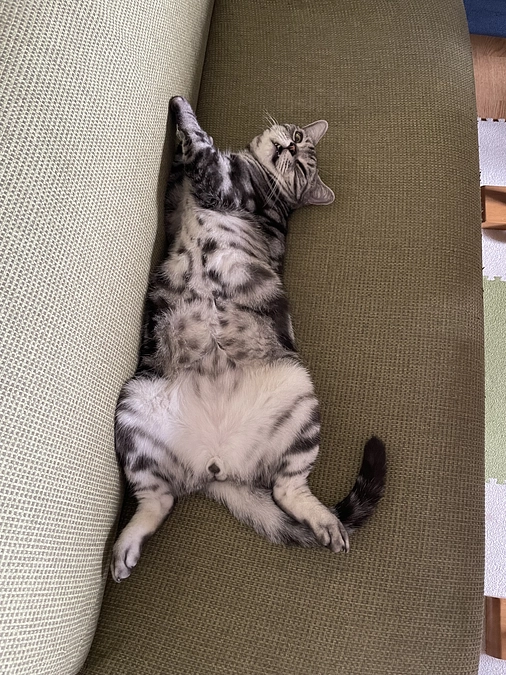 本日の銀時(経過観察23日目)※通院日