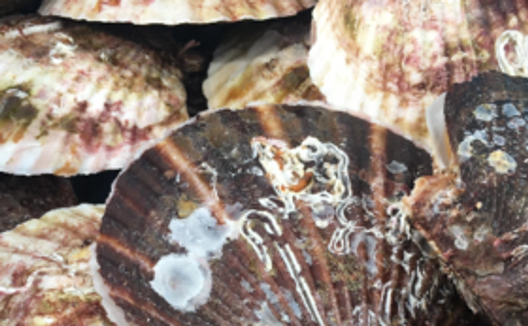 越喜来の幸を味わいながら花火をあげよう！1万円コース