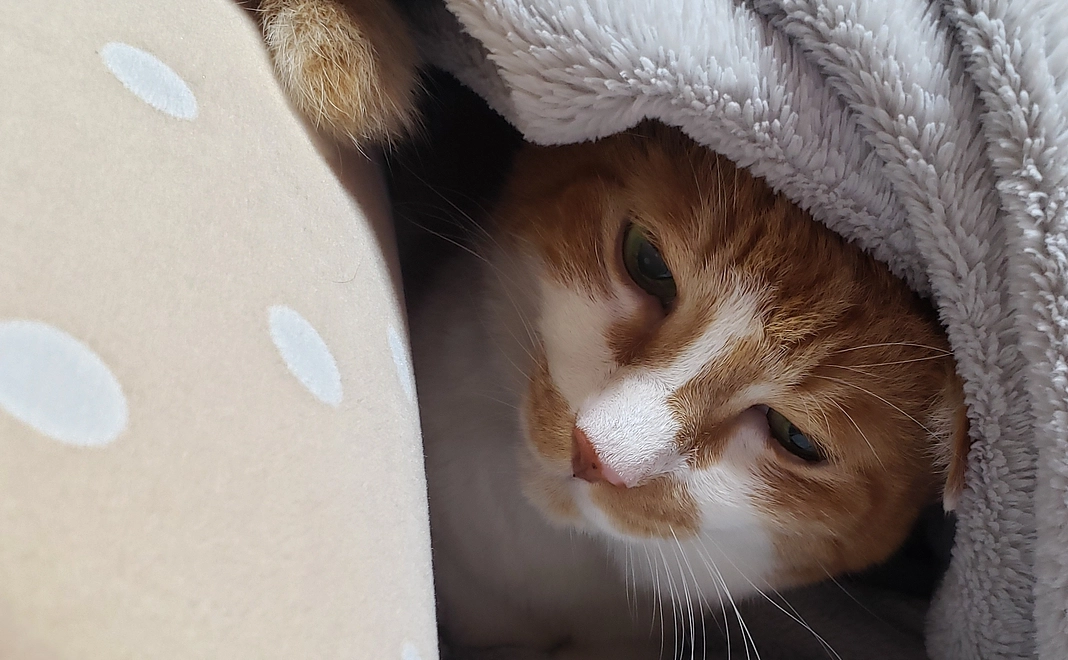 ご支援よろしくお願い致します。いっちゃん　応援2