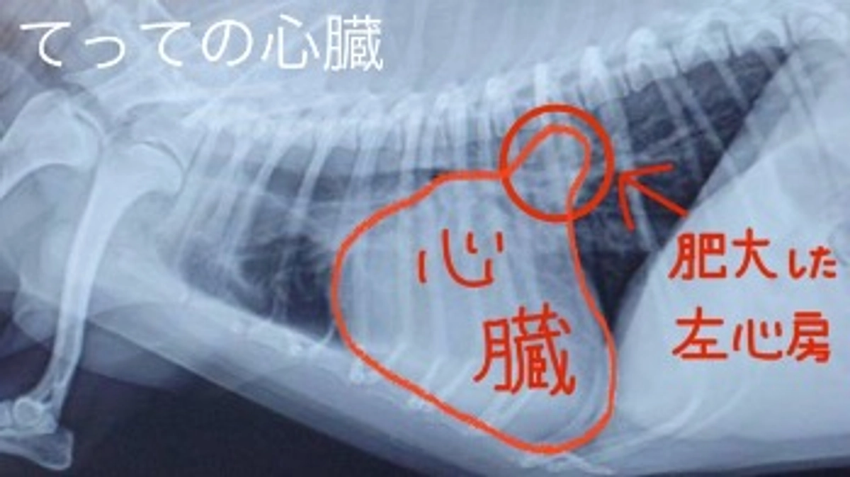 てっての心臓【活動報告9日目】