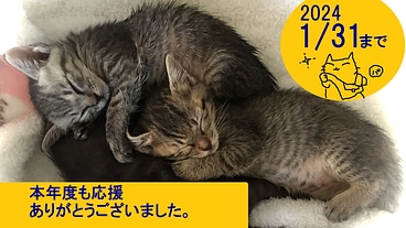 野良猫のための小さな避難所を支えてくださいませんか? のトップ画像