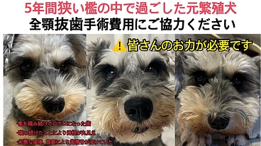 繁殖引退犬の全顎抜歯手術費用。お力をお貸しください のトップ画像
