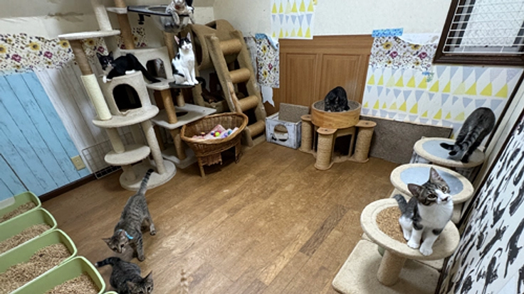 ねこ預かり部屋をリフォームしたい!