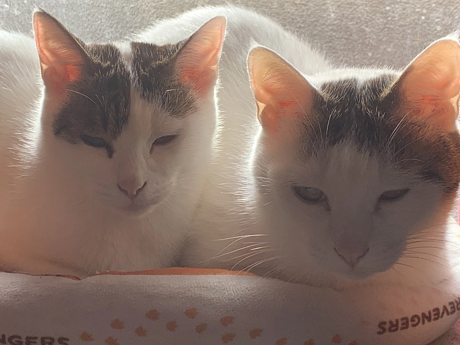 しばらく投稿ができておりませんでした🙇‍♂️