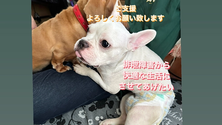 フレンチブルドッグデューイ歩行障害、排泄障害克服に向けて