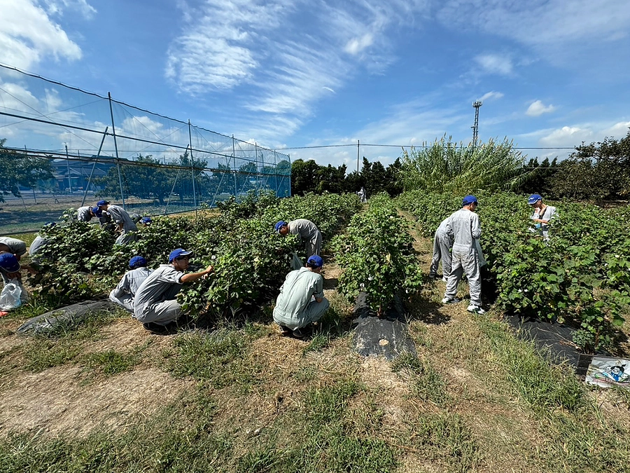 綿花の収穫が始まりました