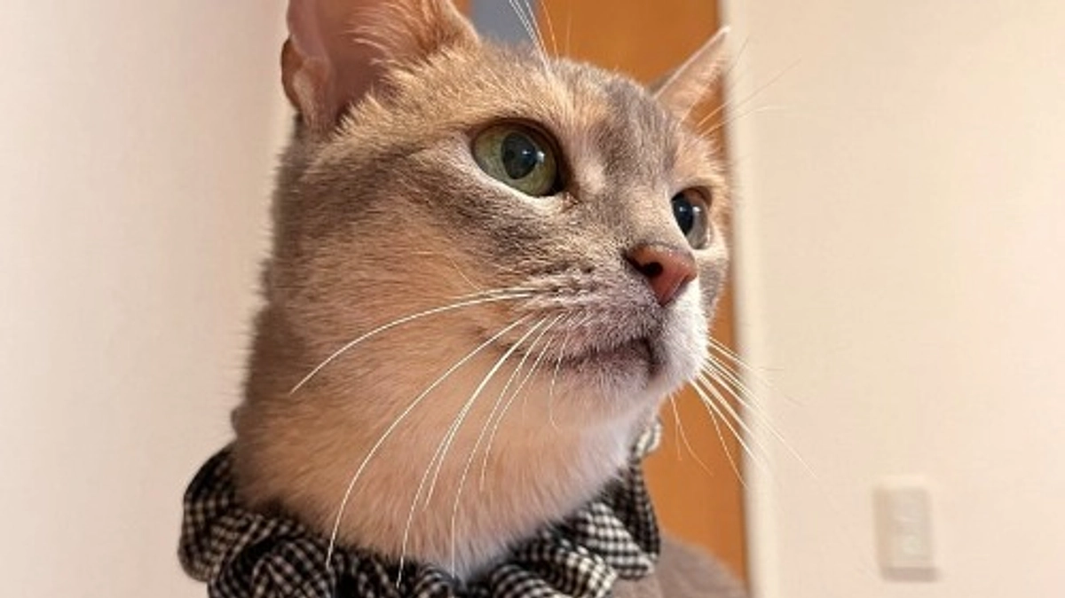 【残り1週間！ラストスパートです！】あびちゃん、5年目の幸せ通信🎵