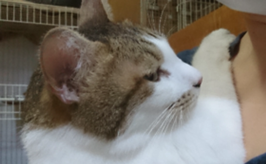 ぶちくんに会える猫スペースファズ利用券