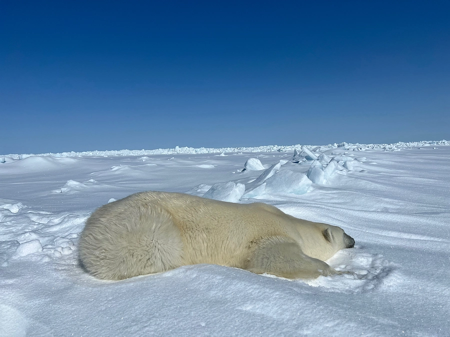 GPSによるホッキョクグマの行動追跡