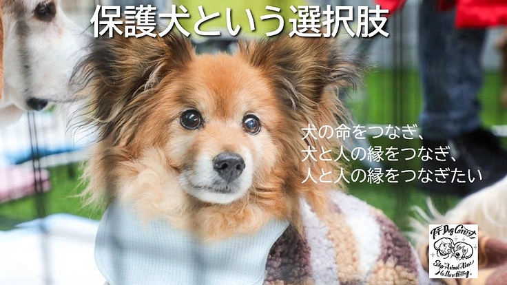 保護犬達の一時シェルター完備へ向けて
