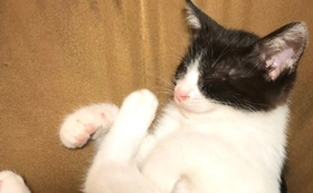 リターン無し 1