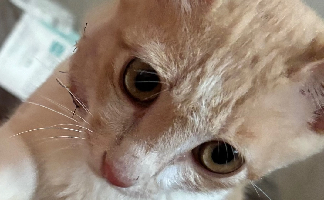 感謝のメール 4