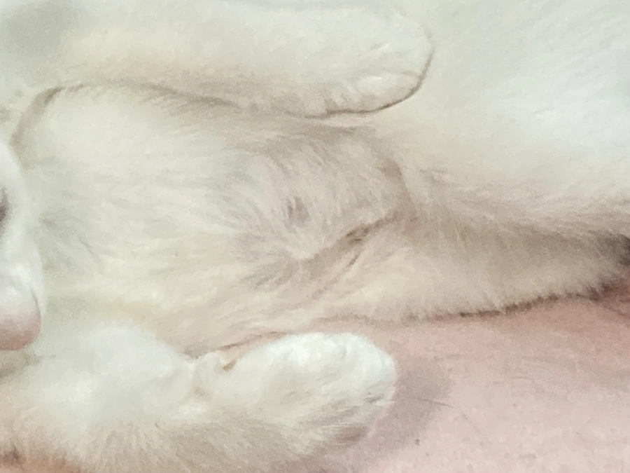 猫に二度目のワクチンを