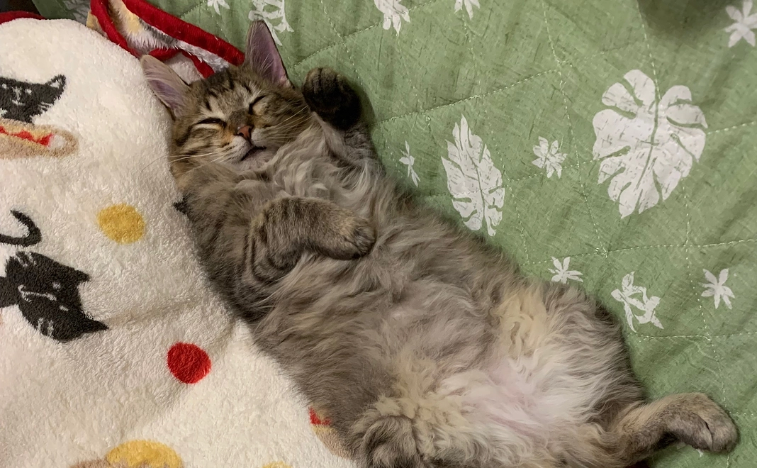 ちゃむくん応援500円･リターン不要コース