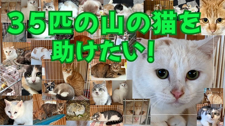 35匹の山の猫達を助けたい!