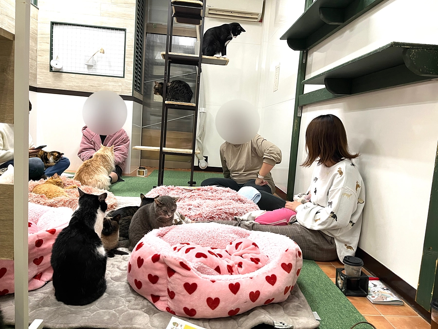 【活動報告】猫団議を開催いたしました！