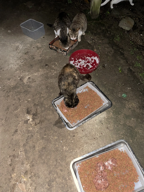 山の子2頭不妊手術、治療、駆虫など致しました