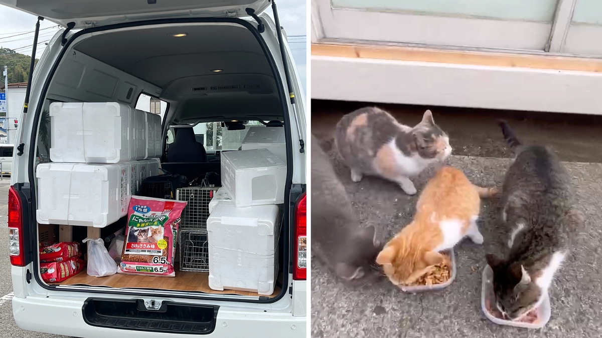 興居島へ視察で30頭以上のTNRが決定。餌がもらえずに餓死した母猫。寄り添う子猫に涙が止まりません