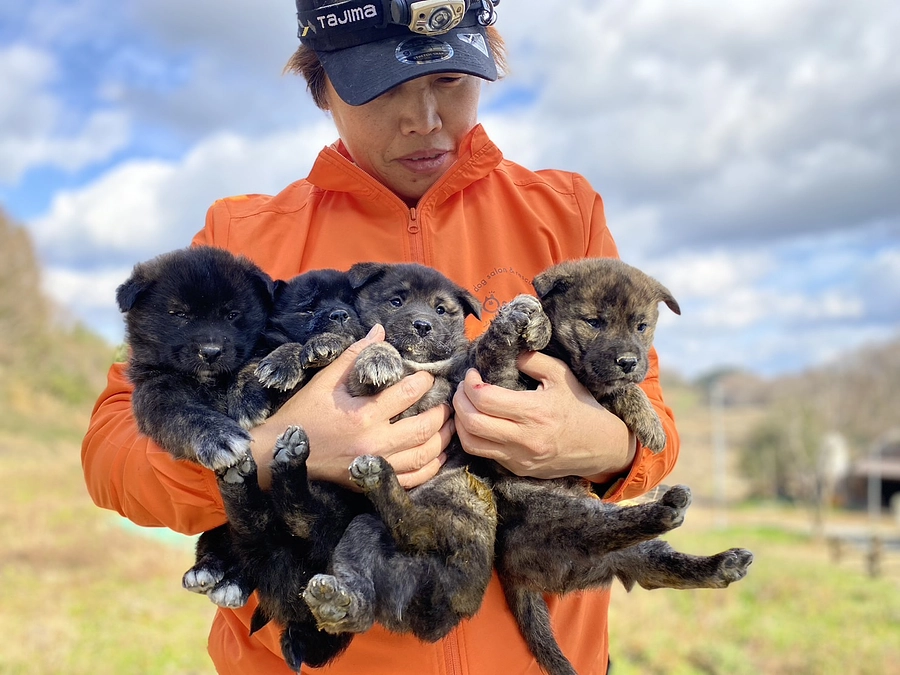 本日、子犬4匹を保護しました！