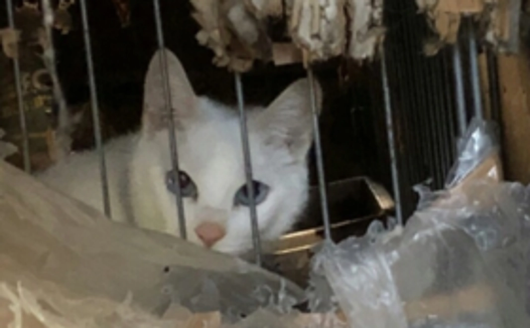 【5,000円】三芳の犬猫応援コース